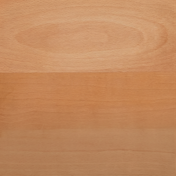 European Beech